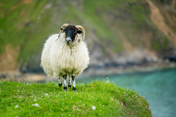 Sheep grazing near Silver Strand, a sandy beach in a sheltered, horseshoe-shaped bay, at Malin Beg,...