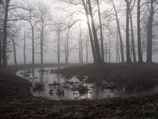 Tree silhouettes at a pond on a misty day