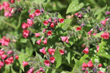 The first spring flowers of the medunica. Pulmonaria officinalis.