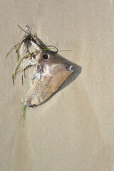 The head of a dead fish thrown by the waves in the sand.