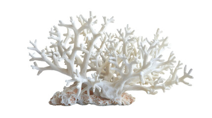 White coral reef 3D render icon isolated on white background © Nawab stock