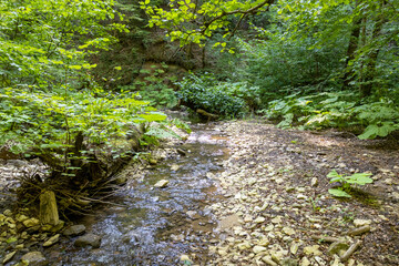 sunny day, nature park, river bottom, walk along the riverbank with an overview of the bottom structure