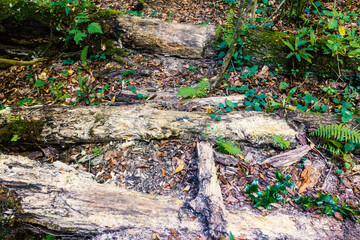 sunny day, nature park, river bottom, walk along the riverbank with an overview of the bottom structure