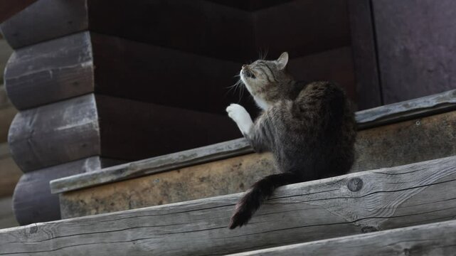 A beautiful cat itches with its paw