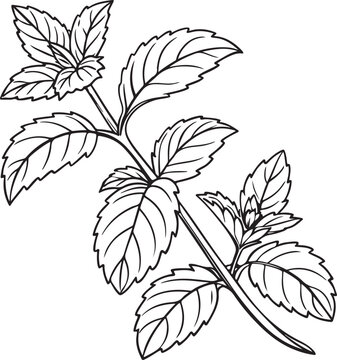 black and white mint plant drawing clip art preview