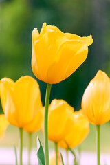 Yellow tulip flowers close-up against green background