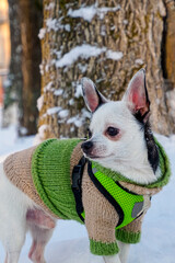 Puppy. Chihuahua. A purebred puppy in warm pet clothes. Pets.