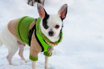 Puppy. Chihuahua. A purebred puppy in warm pet clothes. Pets.