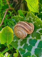 Eobania vermiculata, commonly known as the Mediterranean garden snail, is gracefully perched on a vibrant plant leaf. The intricate patterns and textures of the snail's shell contrast with the foliage