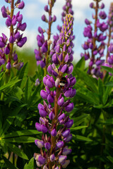 Lupinus, lupin, lupine field with pink purple and blue flowers