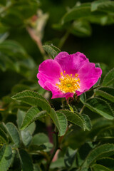 Dog rose, Rosa canina, is an important medicinal plant with pink or white flowers and is used in medicine. It is a wild rose and has red rosehip fruits in the fall