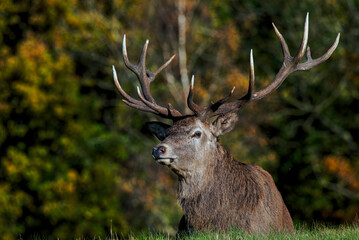 deer stag