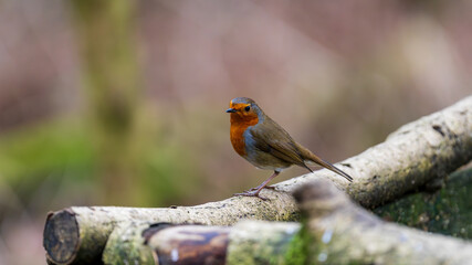 Photo showcases a robin resting on a moss-covered log in a forest. The bird's vibrant red chest contrasts beautifully with the muted background. Scotland, Lochwinnoch. Photo taken on 19.01.2025