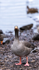 A captivating image of a goose standing by the shoreline, its orange beak and direct gaze creating a compelling focus for the viewer. Scotland, Lochwinnoch. Photo taken on 19.01.2025