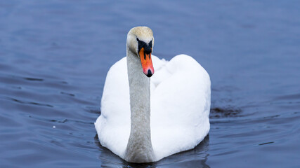 Majestic swan floating gracefully on a calm lake. The serene expression of the swan and the mirrored water create a sense of elegance and peace. Scotland, Lochwinnoch. Photo taken on 19.01.2025