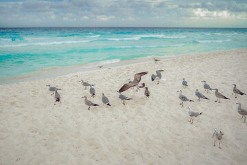 A few gulls on the sandy white sand.