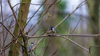 Great tit resting on a delicate branch in the forest. The blurred background enhances the focus on the bird, showcasing its intricate details. Scotland, Lochwinnoch. Photo taken on 19.01.2025