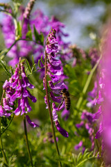 Vetch, vicia cracca valuable honey plant, fodder, and medicinal plant. Fragile purple flowers background. Woolly or Fodder Vetch blossom in spring garden