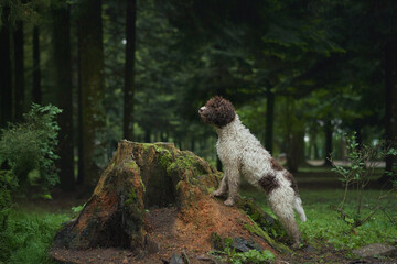 A Lagotto Romagnolo climbs a moss-covered tree trunk in a dense forest. The playful activity adds...