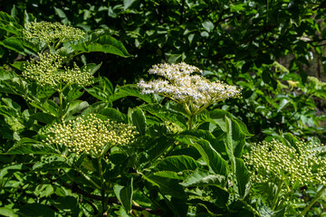 Flower buds and flowers of the Black Elder in spring, Sambucus nigra