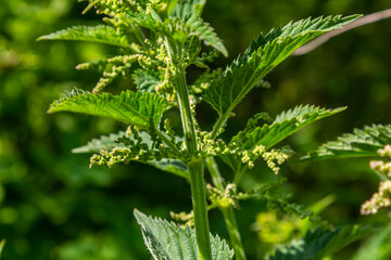 Urtica dioica or stinging nettle, in the garden. Stinging nettle, a medicinal plant that is used as a bleeding, diuretic, antipyretic, wound healing, antirheumatic agent