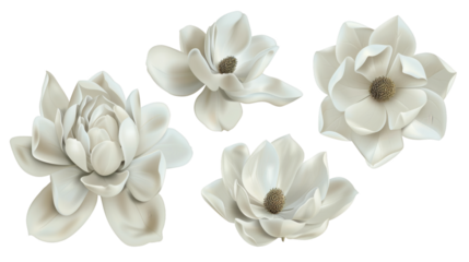 White magnolia flowers with soft shading isolated on a white background