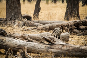 Obraz premium A numbat foraging for termites among fallen logs in a dry eucalyptus forest, its striped coat blending with the bark