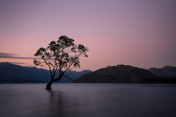 That Wanaka Tree Sunset