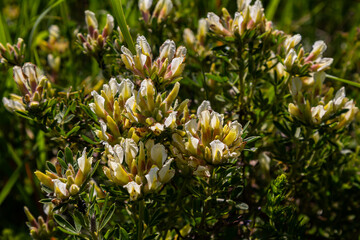 In the spring Chamaecytisus ruthenicus blooms in the wild