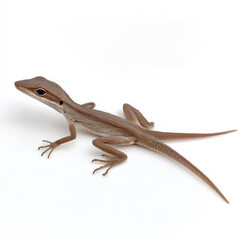 Fototapeta premium Light brown lizard on white background.