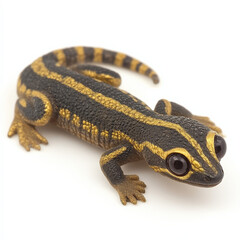 Obraz premium Striped gecko, black and gold, isolated on white.