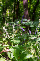 The valuable medicinal plant Scutellaria galericulata grows in the wild