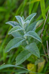 Moroccan mint leaf Latin name Mentha spicata, Moroccan