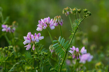 the flowers of Securigera varia - crownvetch, purple crown vetch