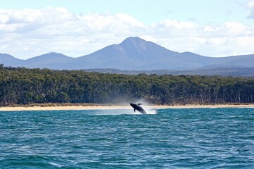  pod of dolphins leaping gracefully out of sparkling ocean waves in Byron Bay. 