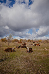 cows and bulls graze in the meadow