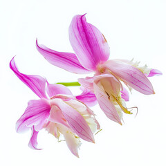 Delicate pink orchids, petals gently unfurl, soft light.