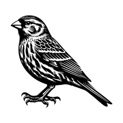 Charming and Graceful Vector Silhouette of a Canary, Showcasing Its Small Size and Beautiful Song, Ideal for Bird Art, Music Themes, and Pet Illustrations, Isolated on a Clean White Background