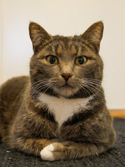 Obraz premium Cat portrait. Very cute, gray, tabby cat laying down on the floor indoors. Looking at something.