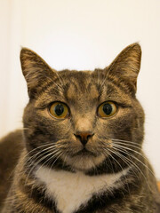 Cat portrait. Very cute, gray, tabby cat laying down on the floor indoors. Looking at something.