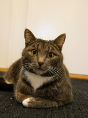 Cat portrait. Very cute, gray, tabby cat laying down on the floor indoors. Looking at something.
