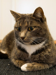 Cat portrait. Very cute, gray, tabby cat laying down on the floor indoors. Looking at something.