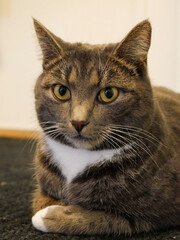 Cat portrait. Very cute, gray, tabby cat laying down on the floor indoors. Looking at something.