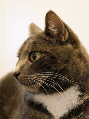 Cat portrait. Very cute, gray, tabby cat laying down on the floor indoors. Looking at something.