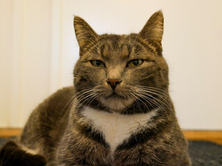 Cat portrait. Very cute, gray, tabby cat laying down on the floor indoors. Looking at something.