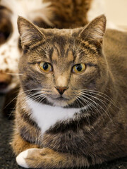 Gray tabby cat laying next to a Springer spaniel dog on the floor indoors. 