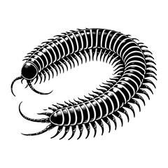 Unique and Detailed Vector Silhouette of a Millipede, Showcasing Its Numerous Legs and Exquisite Design, Perfect for Insect, Educational, and Nature Art, Isolated on a White Background