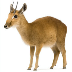 Fototapeta premium Young, reddish-brown antelope, short horns, white background.