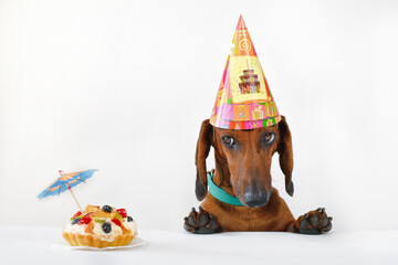 dachshund birthday boy looks at cake