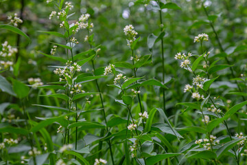 Vincetoxicum hirundinaria. Close up of white swallow wort.Vincetoxicum in the family Apocynaceae